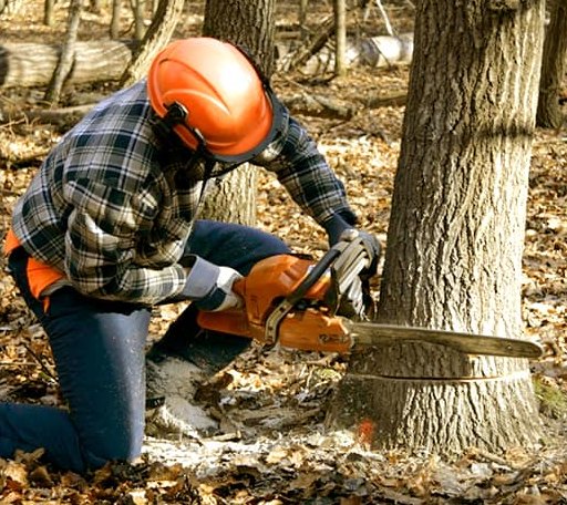 Tree Removal in Muenster, TX
